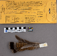 Bonasa umbellus image