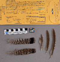 Bonasa umbellus image