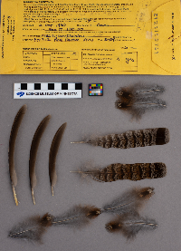 Bonasa umbellus image