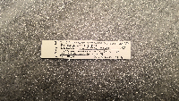 Peromyscus leucopus image