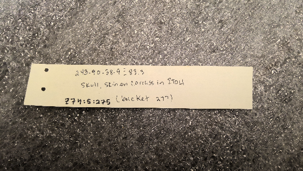 Spermophilus tridecemlineatus image