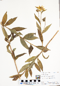 Image of Coeligena torquata
