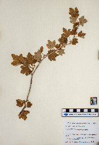 Ribes hirtellum image