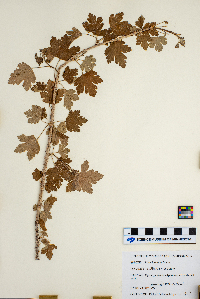 Ribes hirtellum image
