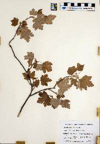 Ribes hirtellum image