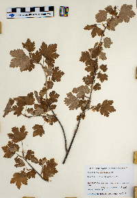 Ribes hirtellum image