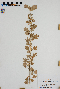 Ribes hirtellum image