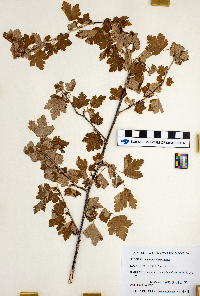 Ribes hirtellum image