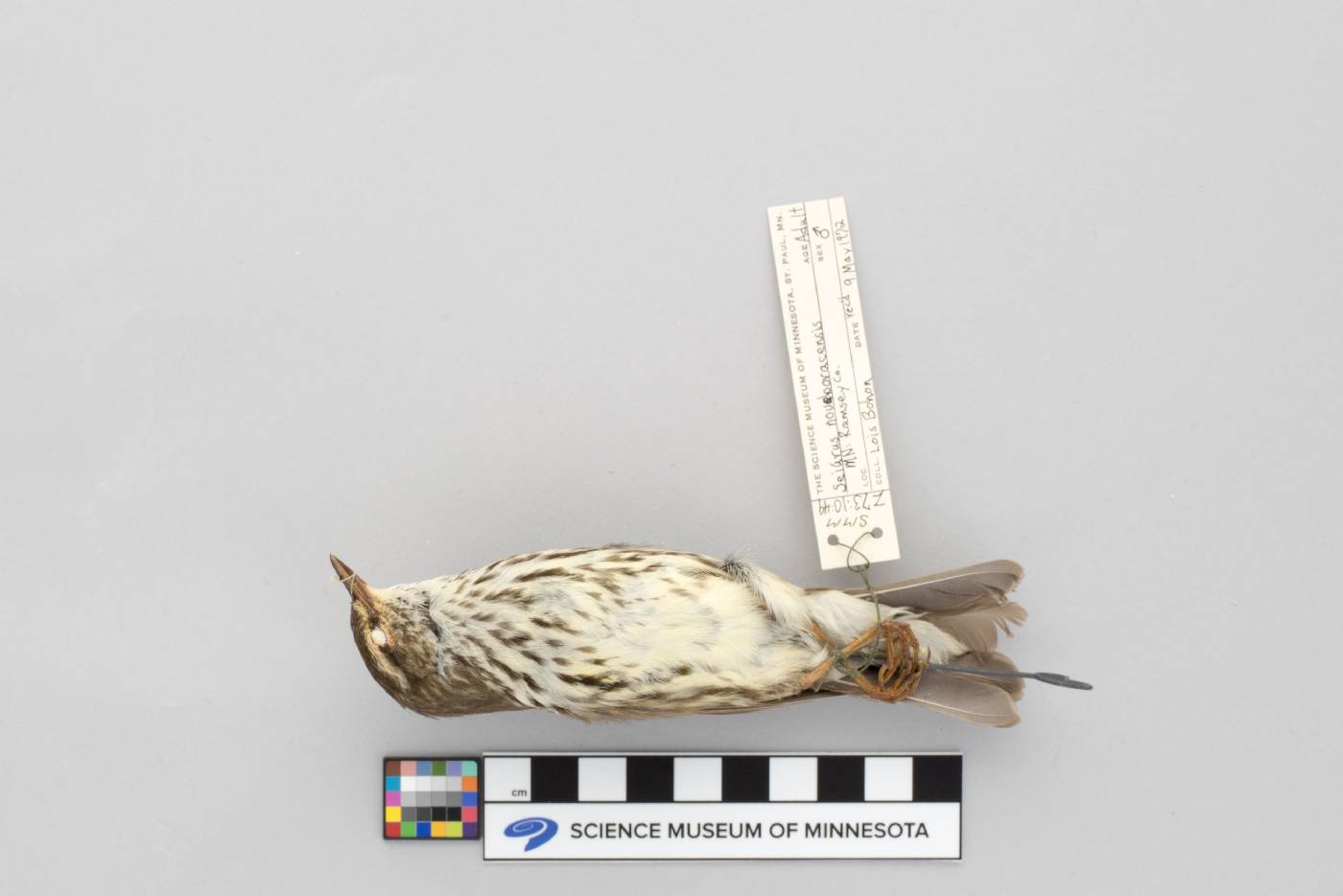 Seiurus noveboracensis image