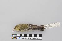 Dendroica striata image