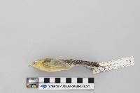 Dendroica striata image