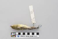 Dendroica striata image