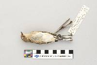 Dendroica coronata image