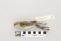 Dendroica coronata image