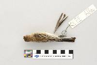 Dendroica coronata image