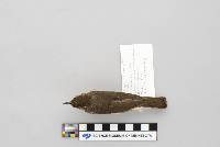 Seiurus noveboracensis image
