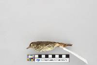 Seiurus noveboracensis image