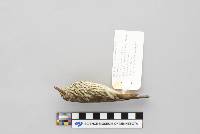 Seiurus noveboracensis image