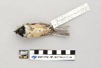 Parus atricapillus image