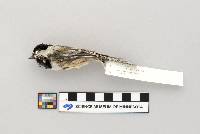 Parus atricapillus image