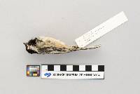 Parus atricapillus image