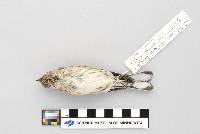 Dendroica coronata image