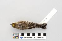 Dendroica coronata image