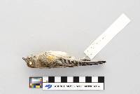 Dendroica coronata image