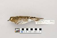 Catharus ustulatus image
