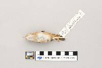Cistothorus platensis image