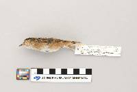 Cistothorus platensis image