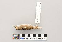 Cistothorus platensis image
