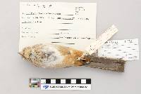 thumbnail image of current specimen