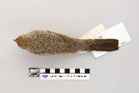 thumbnail image of current specimen