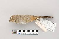 thumbnail image of current specimen