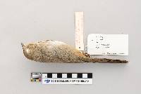 thumbnail image of current specimen