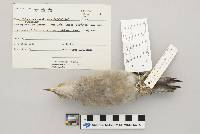 Melanerpes carolinus image