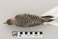 Melanerpes carolinus image