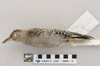 Melanerpes carolinus image