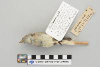 Contopus virens image