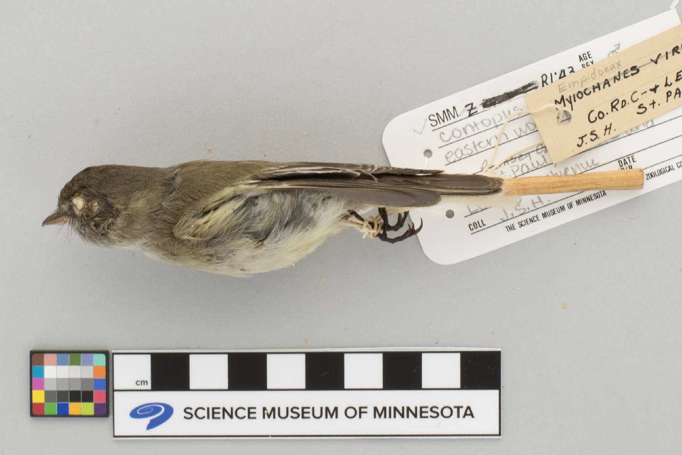 Contopus virens image