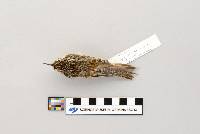 Certhia americana image
