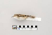 Certhia americana image