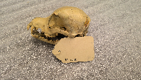Canis lupus image