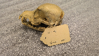 Canis lupus image