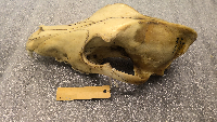 Canis lupus image
