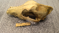 Canis lupus image