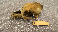 Canis lupus image