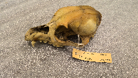 Canis lupus image