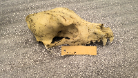 Canis lupus image